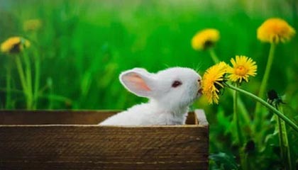 乐鱼娱乐app-梅西连续两场破门，巴萨客场击败对手，巴萨官方_梅西离队